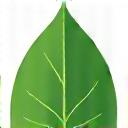 Icono de una hoja representando productos naturales para la piel